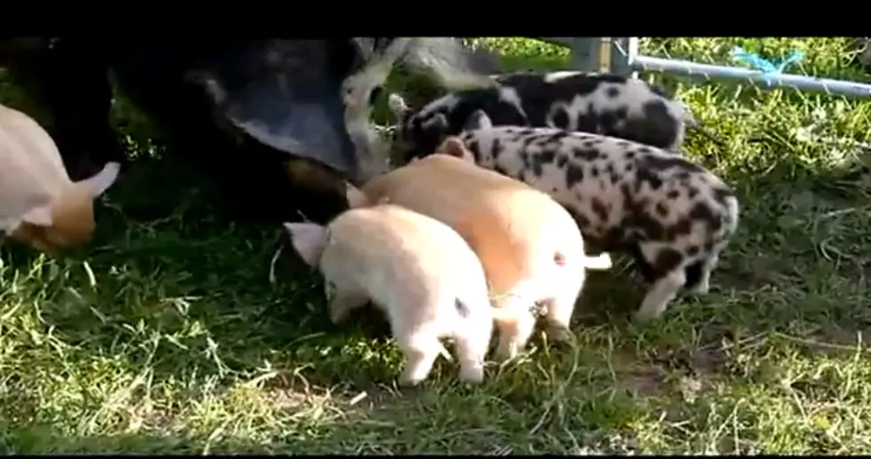 Pigs Will Fly [Video]