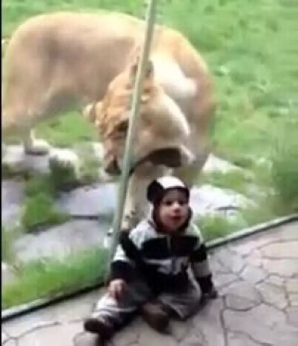 Hungry Lion Tries To Eat That Baby [Video]