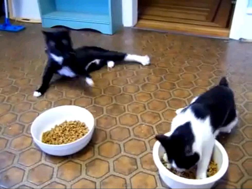 Cats High Off Anesthesia Is Another Cat Video Hit [Video]