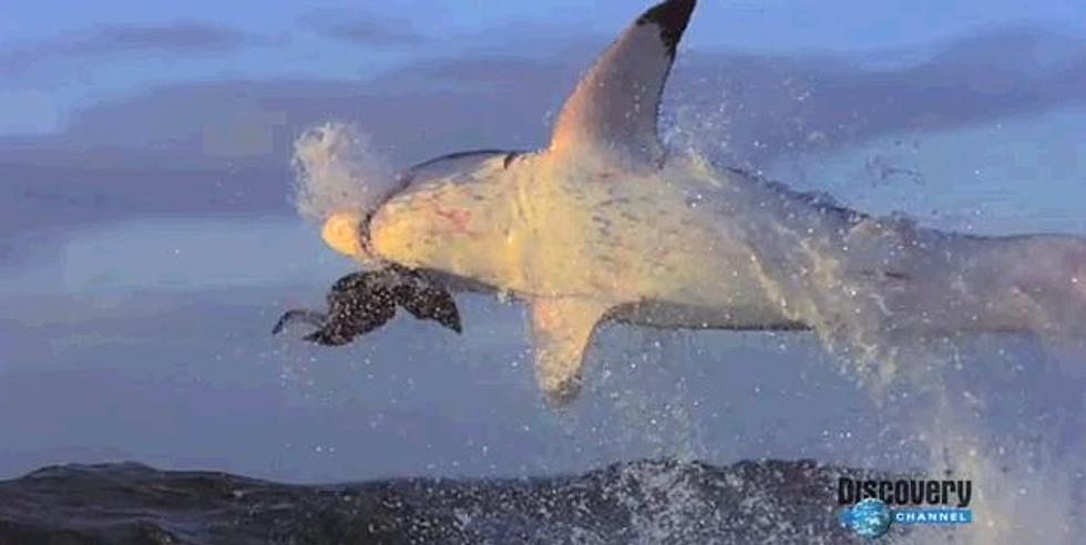 ‘Shark Week’ 2012 Is Coming Soon.  Check Out Some Slow Motion Shark Attacks [Video]