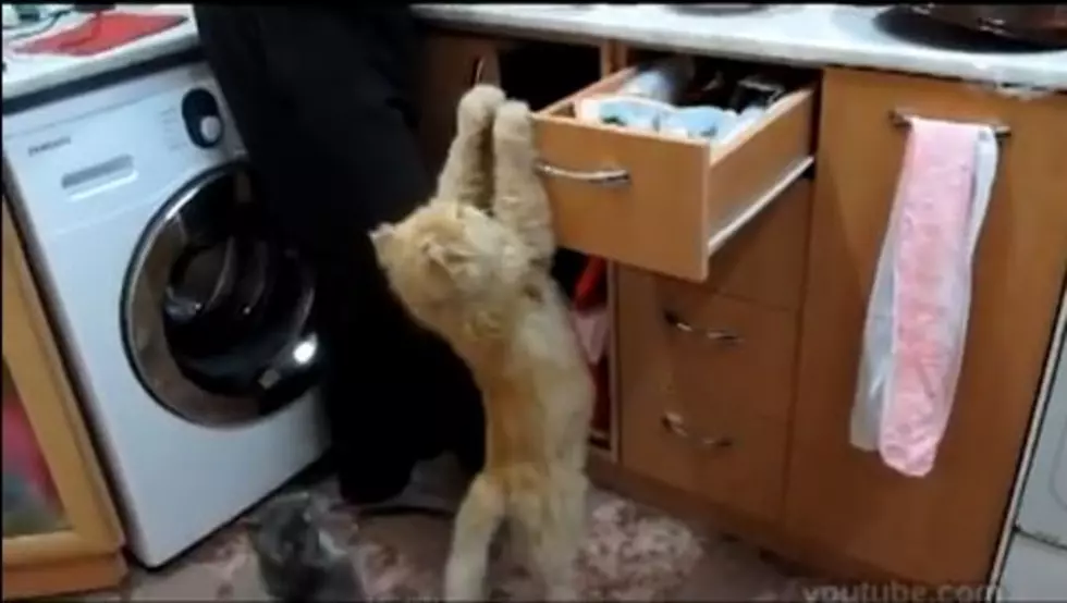 Funniest Cat Montage Ever [Video]