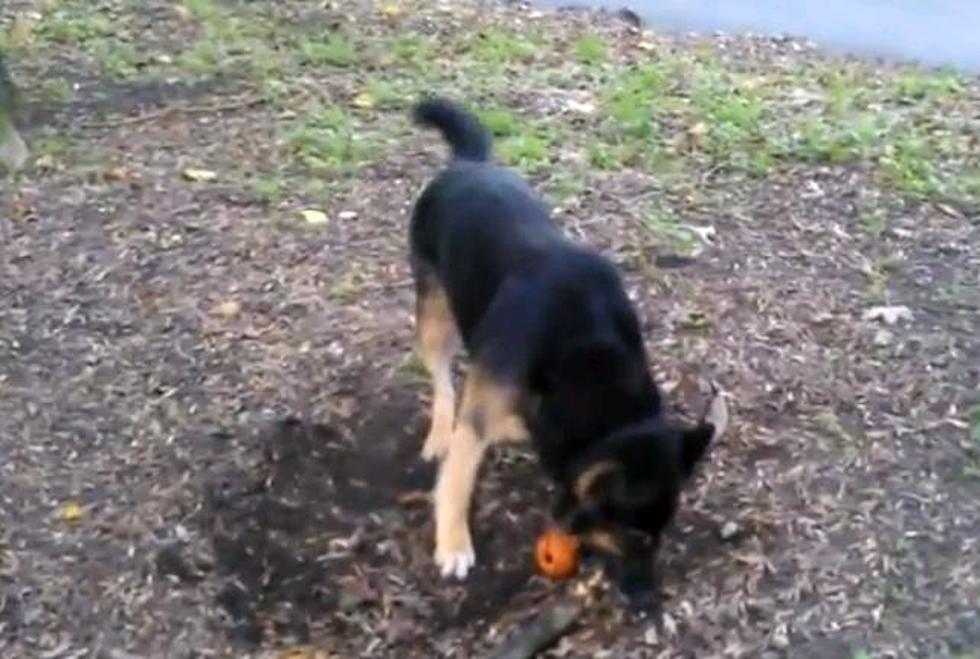 Kai Really Wants This Tree Root [Video]