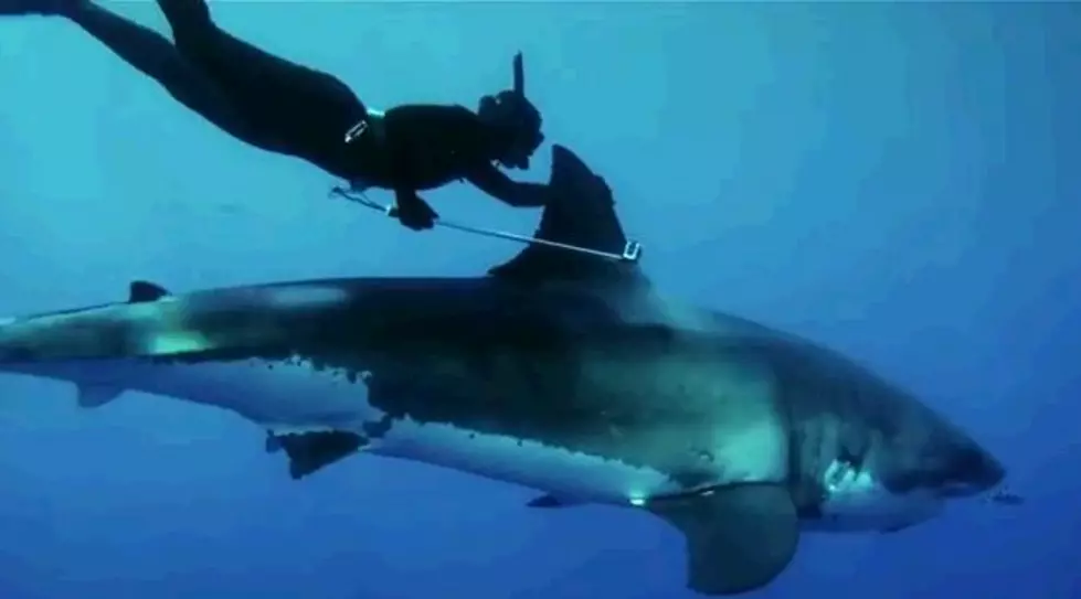 Woman Rides On The Back Of A Great White Shark [Video]