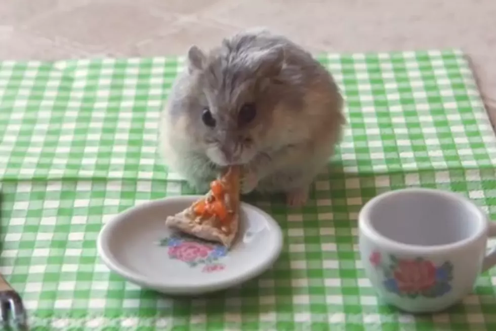 Tiny Hamster Eating A Tiny Pizza