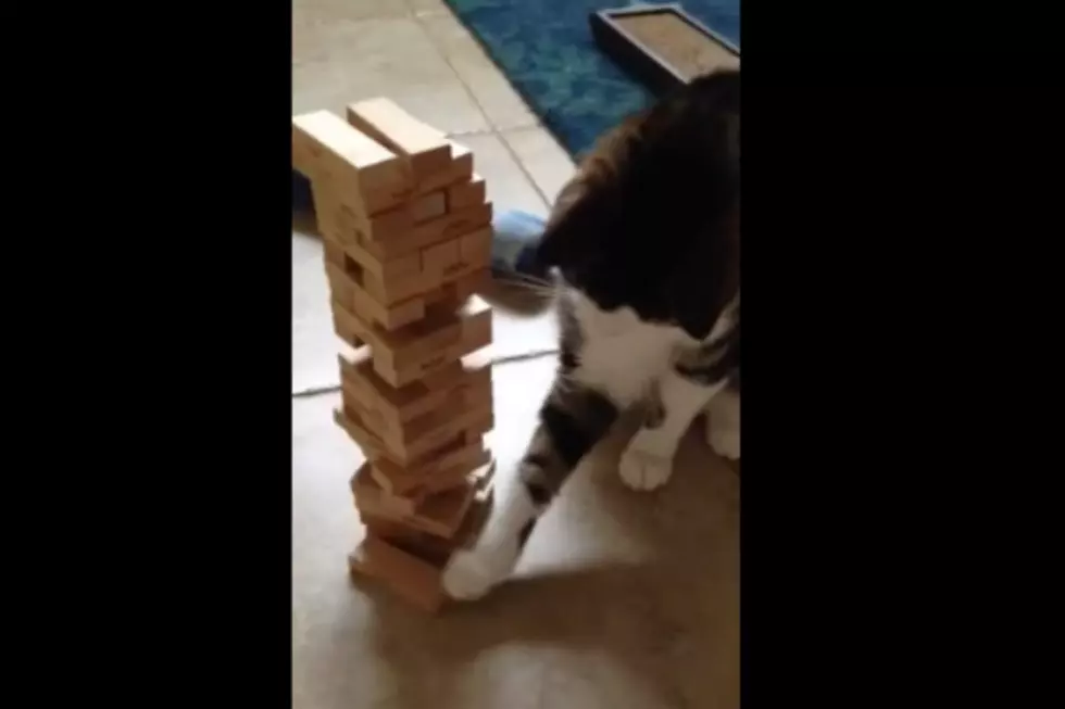 This Cat Is Better At Jenga Than You Will Ever Be [VIDEO]