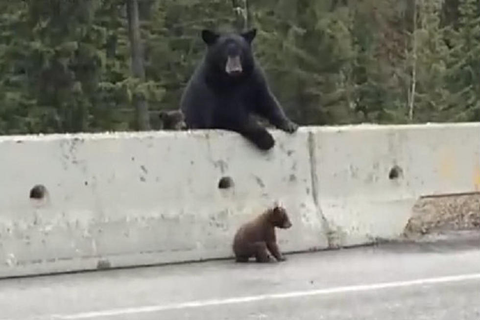 Watch A Mama Bear Save Her Baby From Being Hit By A Car [Video]
