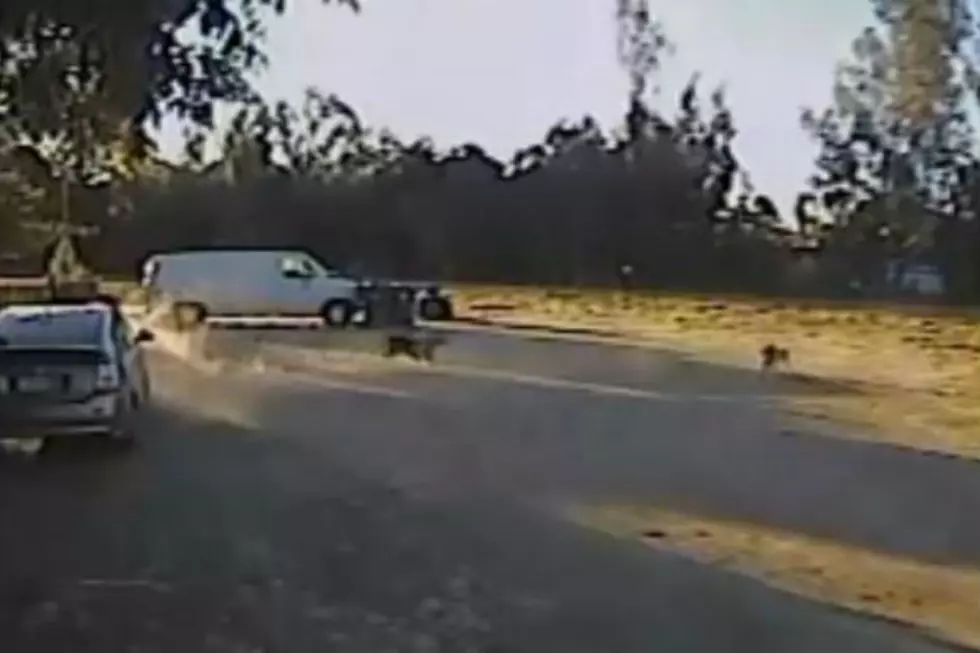 Coyote Snags Small Dog And You Won’t Believe What a Rottweiler Does Next [VIDEO]
