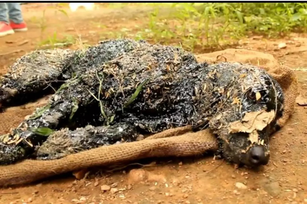 The Amazing Transformation Of A Dog Rescued From A Tar Pit  [VIDEO]