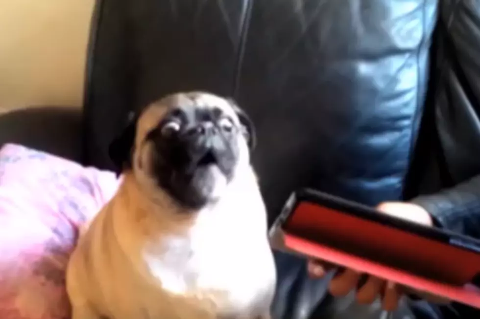 Pug Shouts ‘Help’ When Confronted By Ipad [VIDEO]