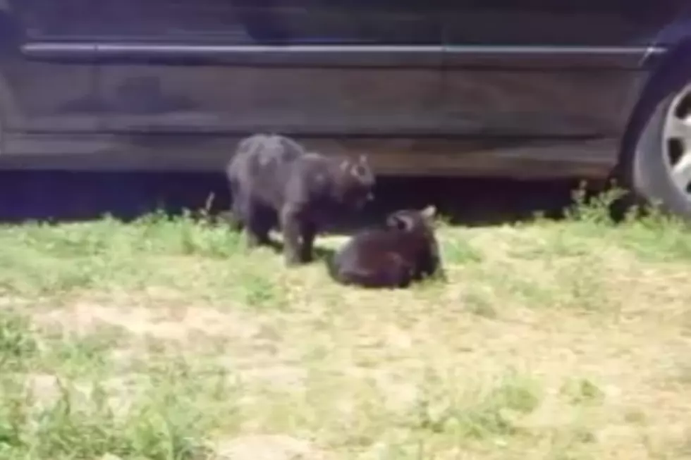 Dogs Break Up Cat Fight [VIDEO]