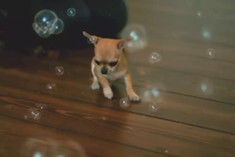A Chihuahua Chasing Bubbles In Slow Motion Will Make Your Day [VIDEO]