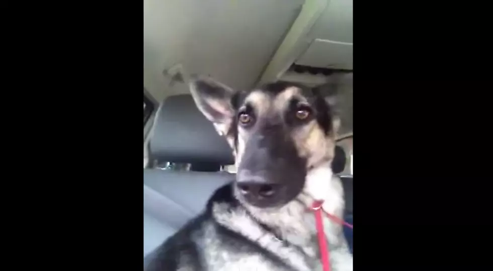 German Shepard Dog Flaps Ears to Flo-Rida’s ‘Low’ [Video]