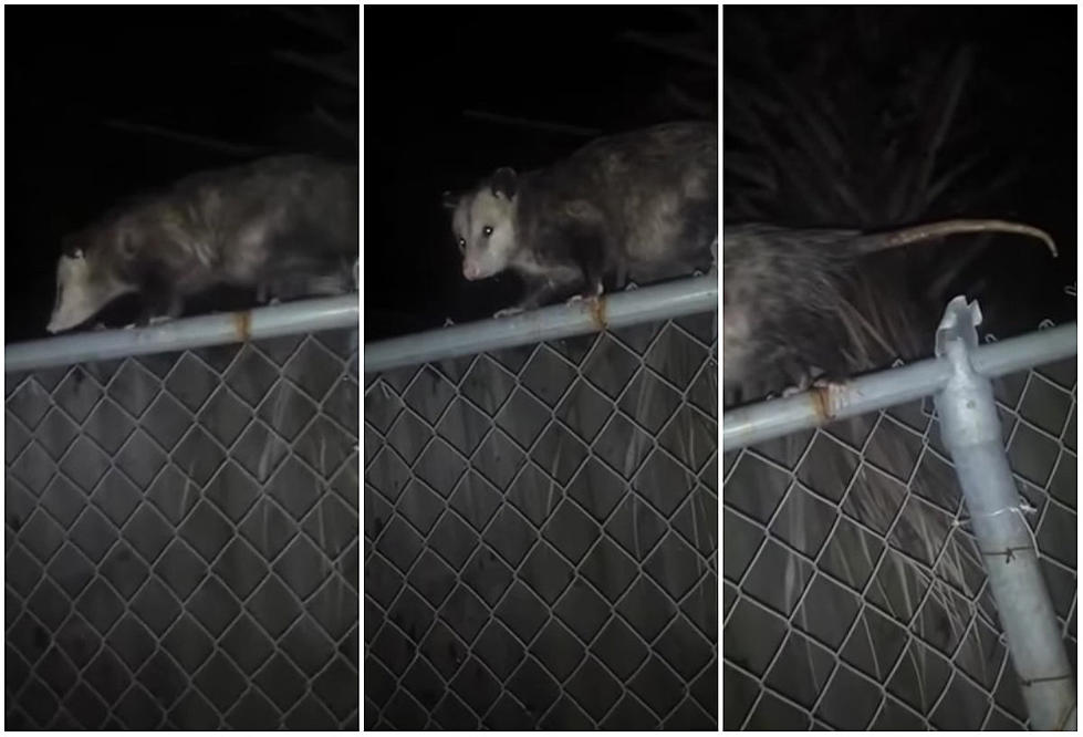 Guy Records Trash Talking Session With Opossum [Video]