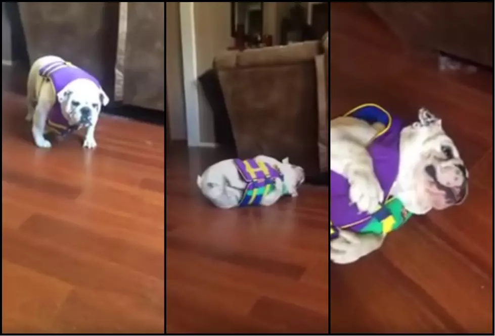 Watching Bulldog Struggle With Life Vest Is Both Sad And Extremely Hilarious [Video]