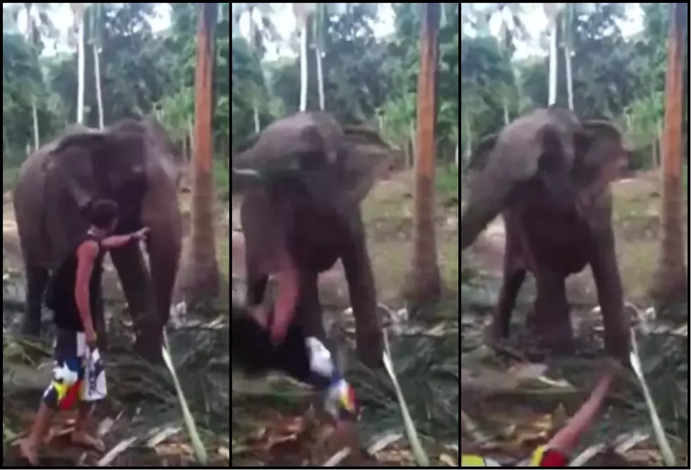 Elephant Smacks Guy In The Face For Getting To Close [Video]
