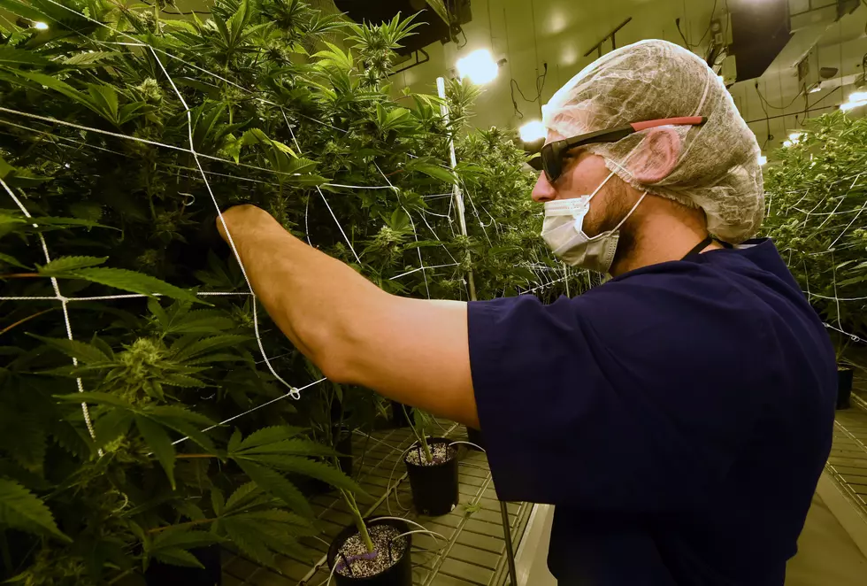 Michigan Could Be Next To Legalize Marijuana