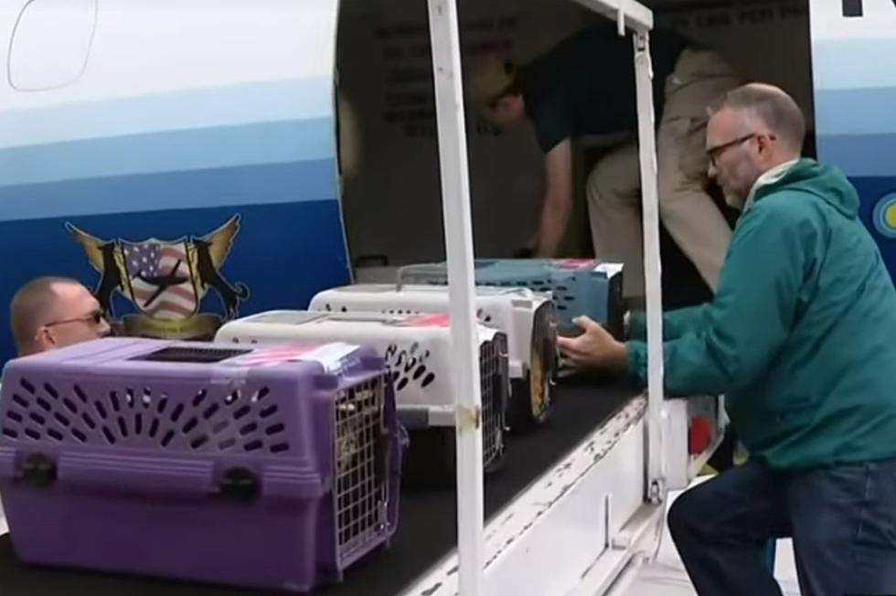 Michigan Humane Society Saving Animals From Hurricane Dorian