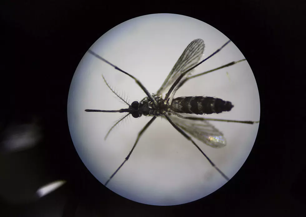 Michigan Issues Health Warning Over Deadly Mosquito Disease