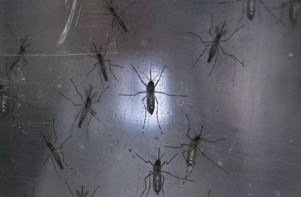 Mosquitos in New York Hospitalizes Hudson Valley Residents