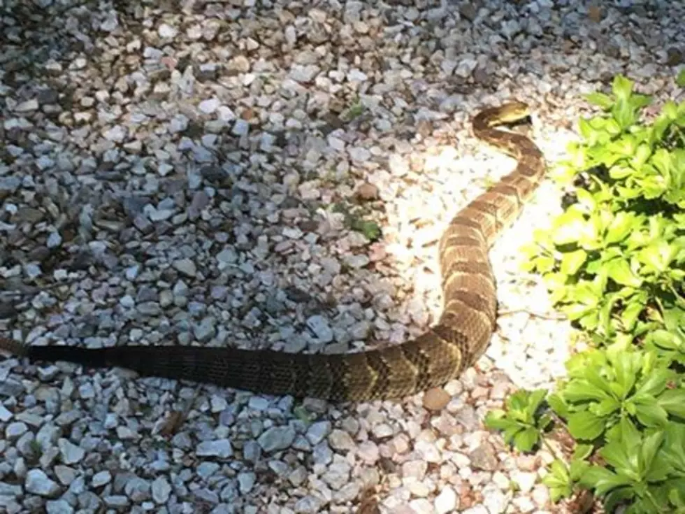 Warning: Venomous Snake Found Near Hudson Valley Home, Again
