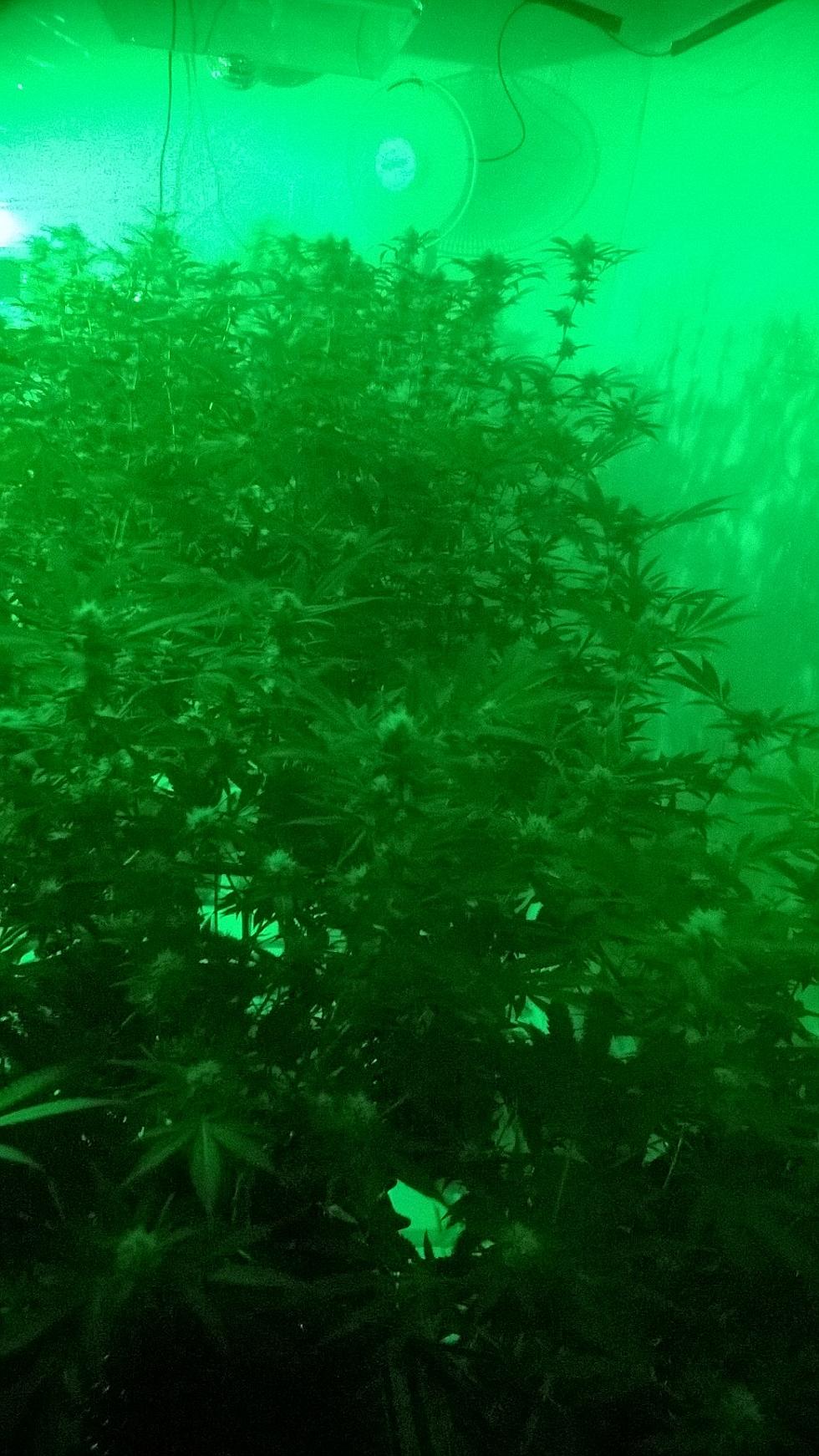 Police Shutdown Elaborate Marijuana Grow House In Hudson Valley