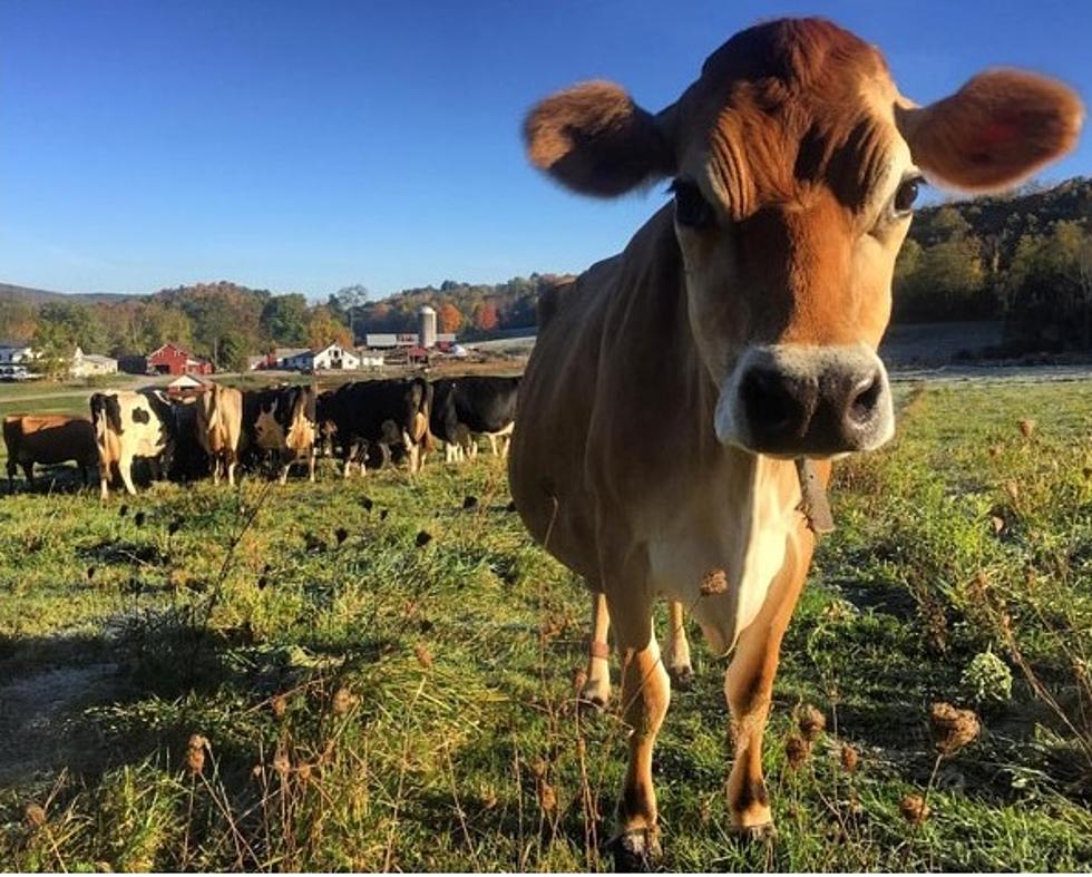 Two Dutchess County Farms Protected