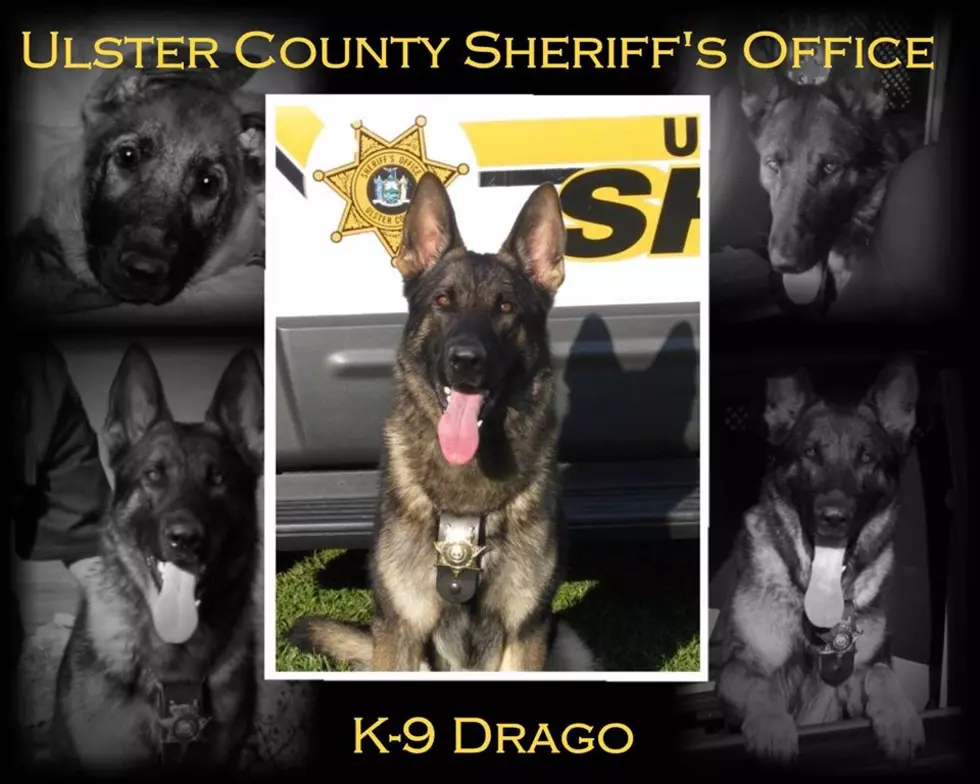 Distinguished Ulster County K-9 Retires