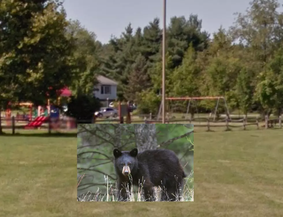 Bear Spotted Near Homes, Playground In Hudson Valley