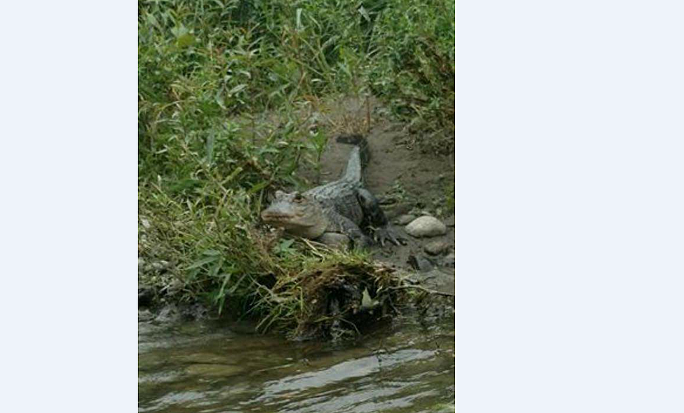 Alligator Spotted On The Loose in New York