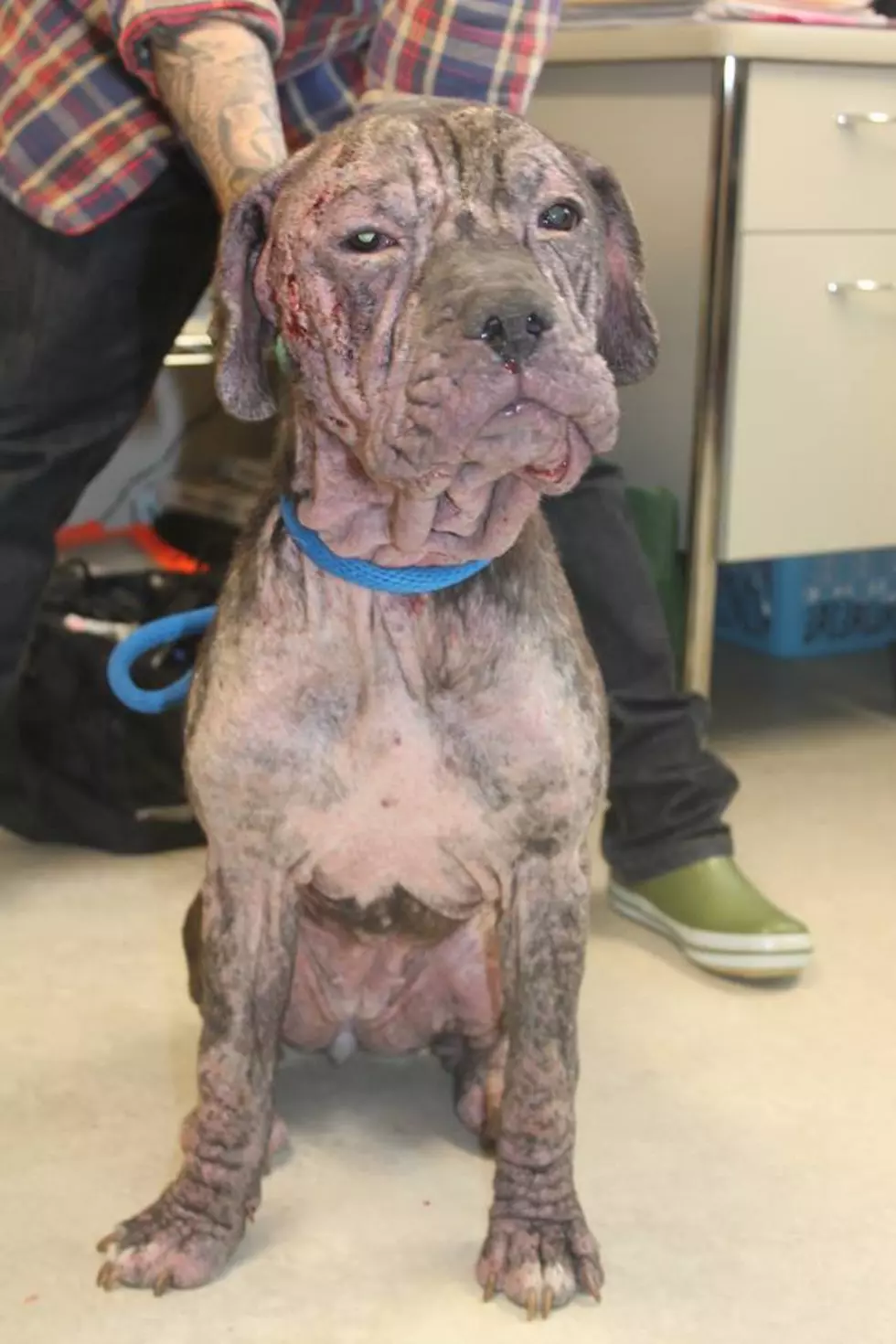 Help Needed After Dog Found Abused, Abandoned in Hudson Valley