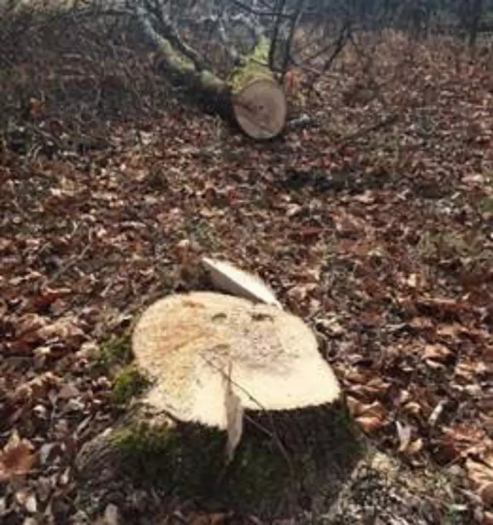 DEC: Hudson Valley Man Cut Trees Down From Neighbor’s Land