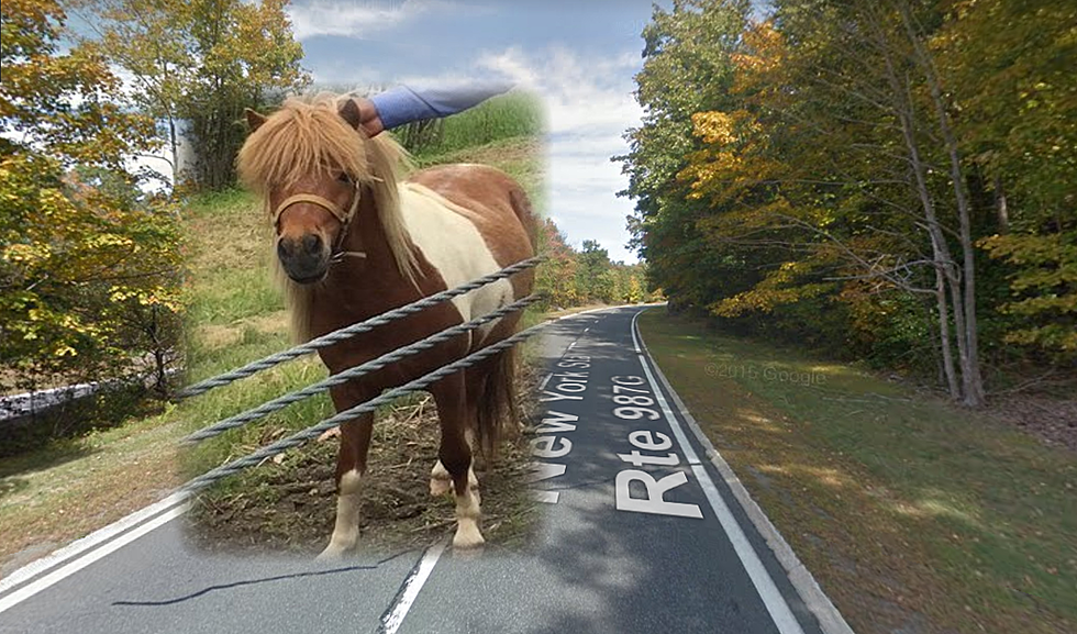 Horse Spotted Running Near Cars on Taconic State Parkway