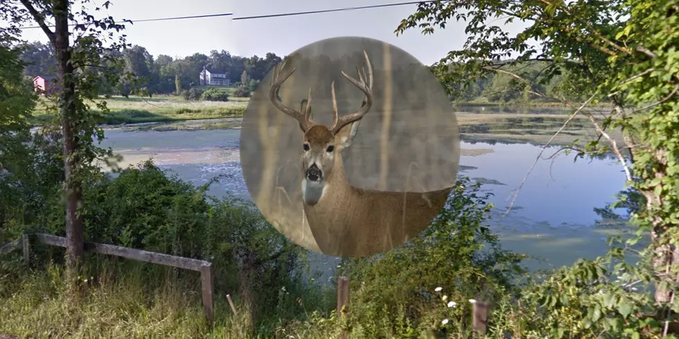 Police: Hudson Valley Man Tries to Avoid Deer, Crashes Into Pond