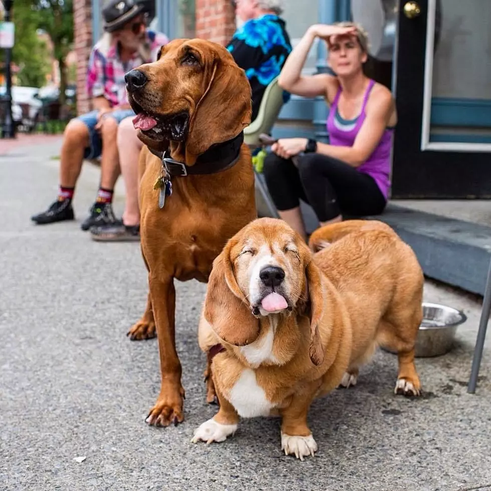 Two Hudson Valley Dogs Spotlighted by The Dogist