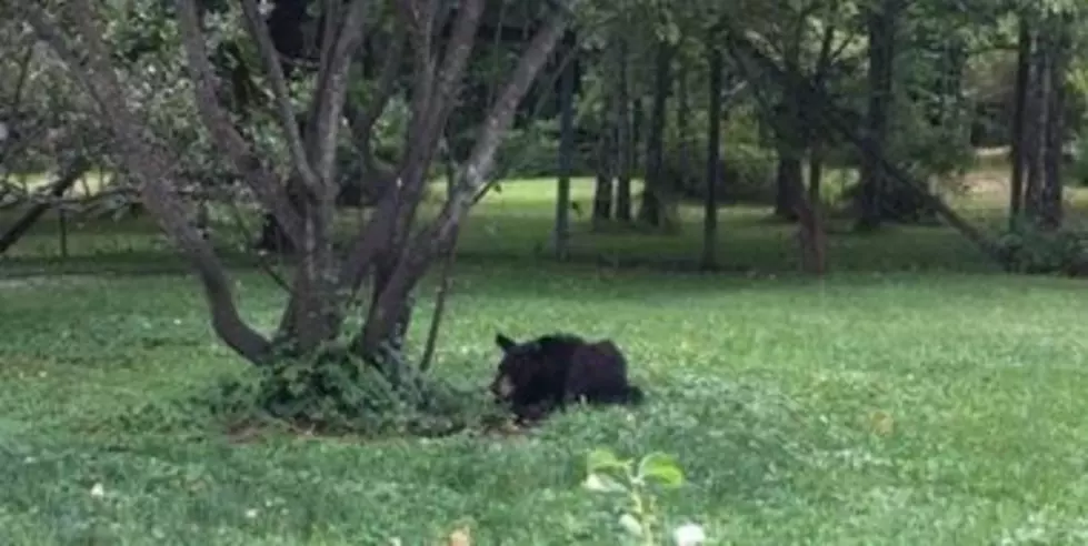 Bear Found in Hudson Valley Home’s Fenced-in Yard