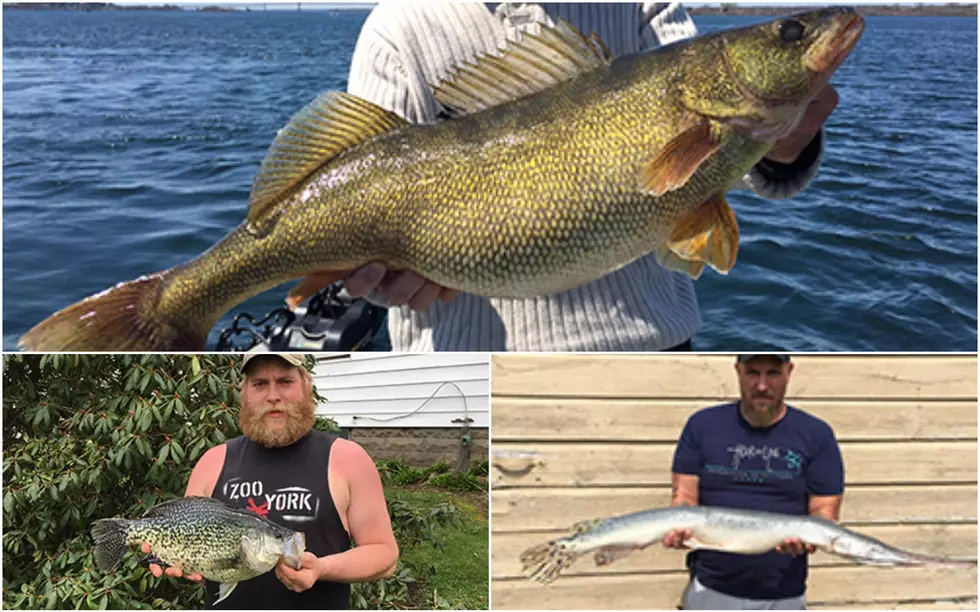 3 Record-Breaking Fish Caught in New York State 