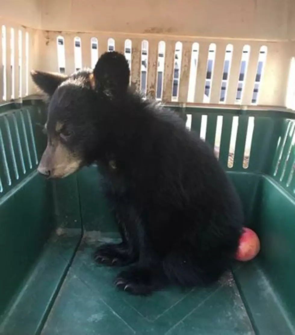 Group of Hudson Valley Residents Save Baby Bear&#8217;s Life