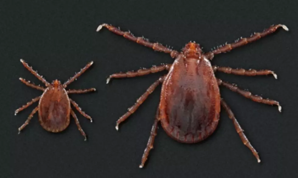 Exotic Tick Which Spreads Deadly Disease Found In Hudson Valley