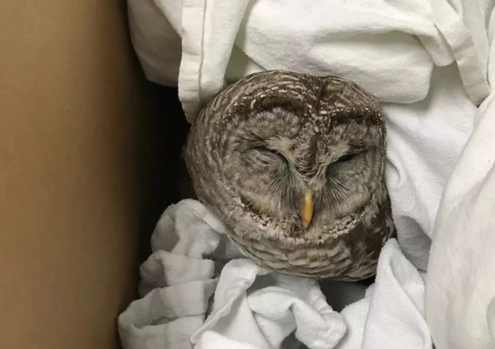 Police, Hudson Valley Residents Save Owl’s Life After Hit by Car