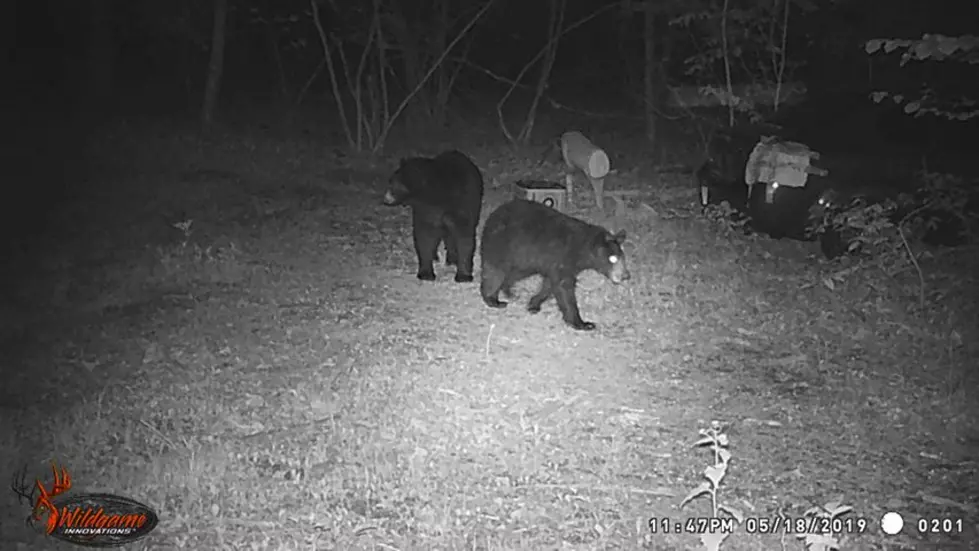 Multiple Bears Spotted in Hudson Valley Backyard