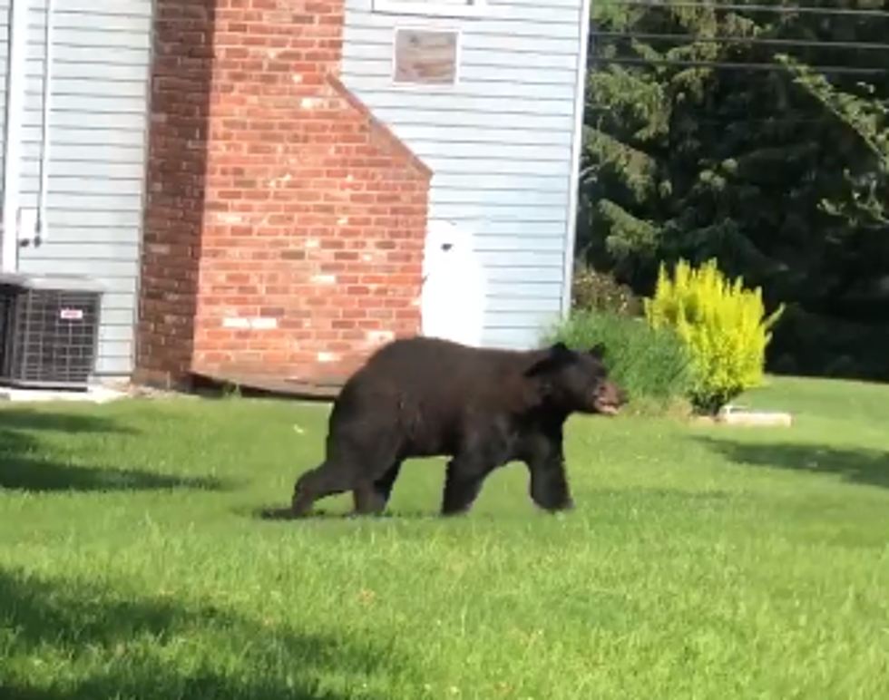 Black Bear Spotted Near Hudson Valley Home’s Front Door