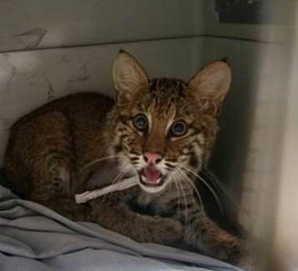 Baby Bobcat Hit By Car in Hudson Valley