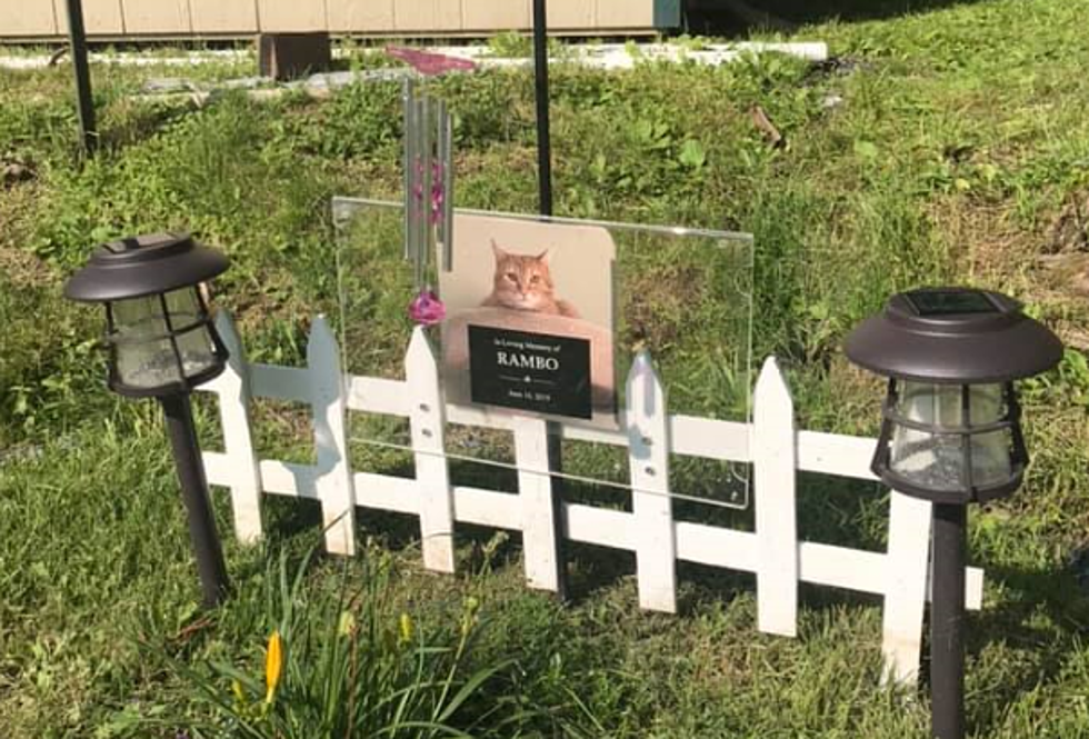 Reward Offered After ‘Brutal Killing’ of Cat in Hudson Valley