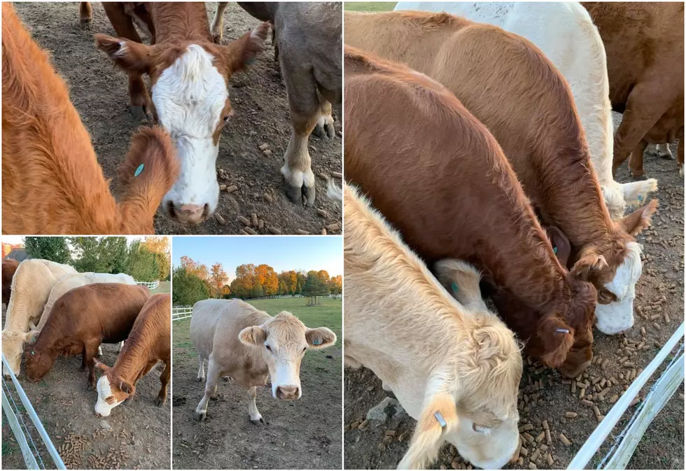 7 Hudson Valley Cows Need a Forever Home