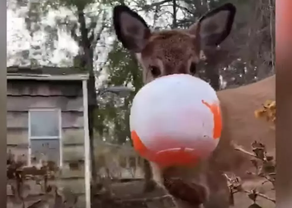 Deer Spotted With Halloween Bucket on Head
