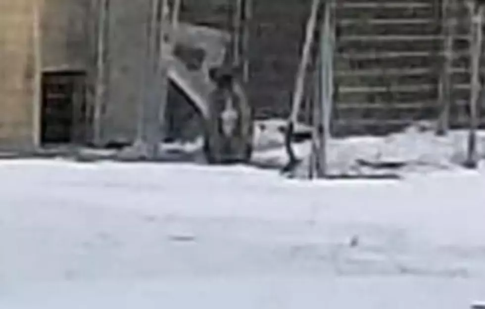 Photo Appears to Show Dog Left Outside in Freezing Cold in Hudson Valley