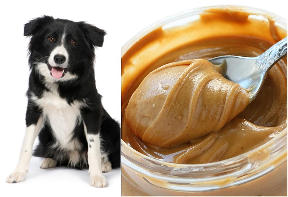 Ingredient Found in Some Peanut Butter Could Kill Your Dog