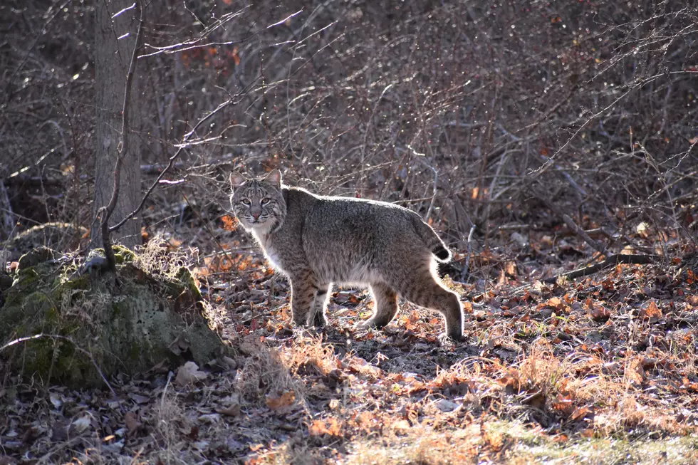 Bobcat Spotted Near Hudson Valley Man’s Home