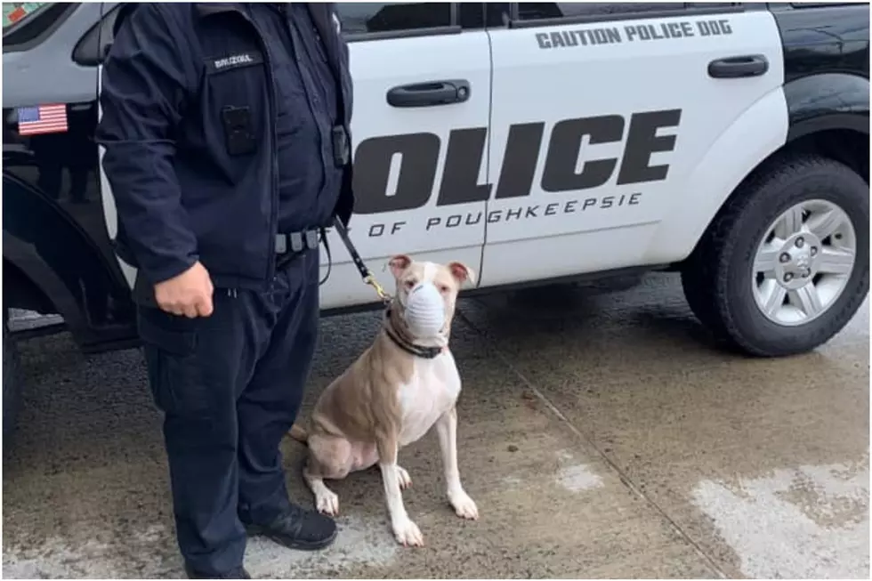 New York’s First Pit Bull Police Dog Reminds Us to Cover Face