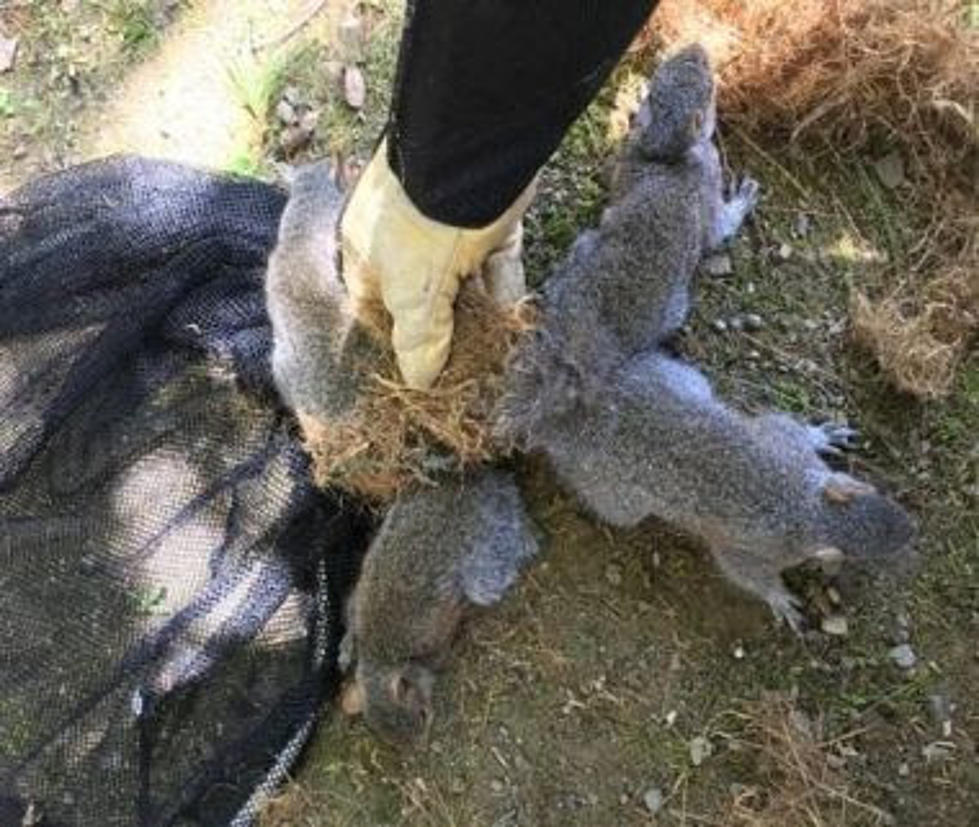4 Squirrels Found Tied Together in Hudson Valley